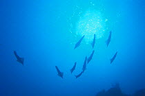 Pod of Spear / Bleeker's Squid {Loligo bleekeri}  swimming near the water surface