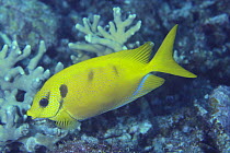 Ocellated orange spinefoot / Pacific Coral Rabbitfish {Siganus corallinus} Japan