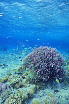 School of Blue Green Chromis {Chromis viridis} near staghorn coral, Zamami Islands, Okinawa, Japan