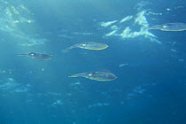 Pod of Bigfin Reef Squid {Sepioteuthis lessoniana} swimming near the water surface, Indonesia