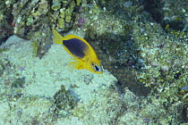 Shy Hamlet fish {Hypoplectrus guttavarius} Caribbean