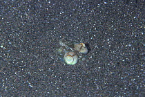 Butterfly / Mimika Bobtail squid {Euprymna morsei} buried in sand with only its eyes exposed, Izu, Shizuoka, Japan