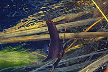Orbiculate / Circular Batfish {Platax orbicularis} juvenile amongst underwater vegetation, Indonesia