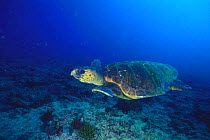Loggerhead Turtle {Caretta caretta} swimming, Great Barrier Reef, Australia