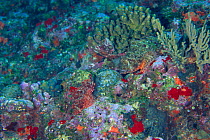 Two Weedy Stingfish {Scorpaenopsis cirrhosa} camouflaged on coral reef, Kume Island, Okinawa, Japan