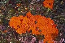 Sponge {Halichondria japonica} Izu, Shizuoka, Japan