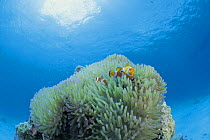 False Clown Anemonefish / Clownfish {Amphiprion ocellaris} living amongst Sea Anemone, Iriomote Island, Okinawa, Japan