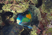 Bower's Parrotfish {Chlorurus / Scarus bowersi}  sleeping in mucous bubble, Amami Islands, Japan