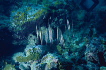 Razorfish / Shrimpfish {Aeoliscus strigatus} hanging in water camouflaged as vegetation, Palau, Indonesia