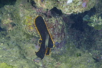 Dusky / Pinnatus Batfish {Platax pinnatus} juvenile, with black body outlined with yellow stripe, Iriomote Island, Okinawa, Japan