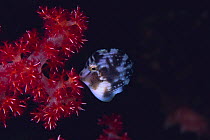 Japanese Inflator Filefish {Brachaluteres ulvarum}  sleeping, gnawing alcyonarian coral {Dendronephthya sp} Oshima, Tokyo, Japan