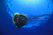 Nomura's / Sand Jellyfish {Nemopilema nomurai} swimming sideways, Oki, Shimane, Japan