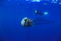 Diver with Nomura's / Sand Jellyfish {Nemopilema nomurai} swimming sideways, Oki, Shimane, Japan