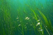Darkbanded rockfish {Sebastes inermis} juveniles amongst Eelgrass, Miura Peninsula, Kanagawa, Japan
