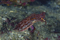 Cuttlefish {Sepia erostrata} feeding on Hingebeak / Camel Shrimp {Rhynchocinetes uritai} Izu, Shizuoka, Tokyo, Japan