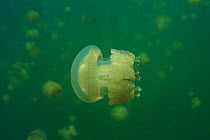 Papuan Jellyfish {Mastigias sp} at Jerry Fish Lake, Palau