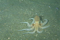 Octopus {Octopus areolatus} on seabed with 'eye' markings clearly visible, Miyagi, Japan, september