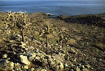 Prickly pear {Opuntia sp} cacti growing on volcanic hillside, Santa Fe Is, Galapagos