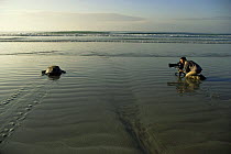 Cameraman Barrie Britton filming female Green Turtle {Chelonia mydas} on her way back to the sea after laying eggs, Quinta Playa, Isabela Is, for tv series on Galapagos, 2006