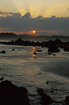 Sunset over Quinta Playa beach, Isabela Is, Galapagos