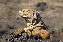 Land iguana {Conolophus subcristatus} female, Fernandina Is, Galapagos