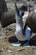 Blue footed booby {Sula nebouxii} courtship display, Espanola Is, Galapagos
