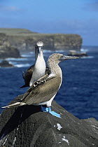 Pair of Blue footed boobies {Sula nebouxii} Espanola Is, Galapagos
