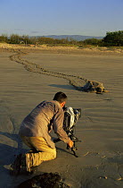 Cameraman Barrie Britton filming female Green Turtle {Chelonia mydas} on her way back to the sea after laying eggs, Quinta Playa, Isabela Is, for tv seires on Galapagos, 2006