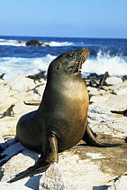 Galapagos sealion {Zalophus californianus wollebake} Santa Fe Is, Galapagos