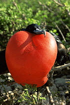 Magnificent frigate bird {Fregata magnificens} male displaying with inflated throat pouch, Genovesa Is, Galapagos