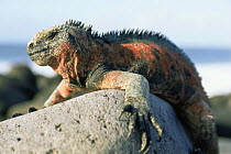 Marine iguana {Amblyrhynchus cristatus} Espanola Is, Galapagos