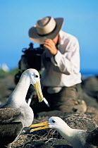 Cameraman Paul Stewart filming pair of Waved albatross {Phoebastria irrorata} Espanola Is, Galapagos