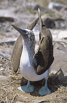 Blue footed booby {Sula nebouxii} courtship display, Espanola Is, Galapagos