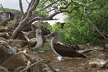 Pair of Blue footed boobies {Sula nebouxii} Daphne Major Is, Galapagos