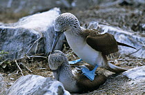 Blue footed boobies {Sula nebouxii} mating, Espanola Island, Galapagos