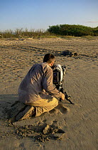 Cameraman Barrie Britton filming female Green Turtle {captivehelonia mydas} on her way back to the sea after laying eggs, Quinta Playa, Isabela Is, Galapagos, 2006