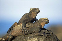 Two Marine iguana {Amblyrhynchus cristatus} North Seymour Is, Galapagos