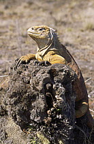 Land iguana {captiveonolophus subcristatus} female, Fernandina Is, Galapagos