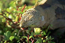 Land iguana {captiveonolophus subcristatus} feeding on Portulaca flowers, South Plaza Is, Galapagos
