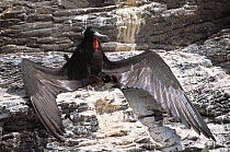 Frigate bird {Frigata sp} male drying wings, Espanola Is, Galapagos