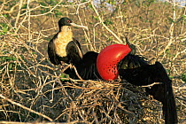 Magnificent frigate bird {Frigata magnificens} pair on nest, male displaying with red throat pouch inflated, Genovesa Is, Galapagos