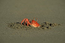 Ghost crab {Ocypode sp} emerging from hole in sand, Isabela Is, Galapagos