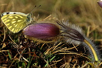 Butterfly on a Spring pasque flower {Pulsatilla vernalis} Stevio NP, Alps, Italy