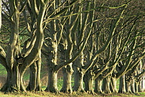 Avenue of European beech trees {Fagus sylvatica} in winter, Dorest, UK