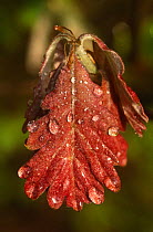 Dew-covered White oak leaf {Quercus alba} with dew, New Jersey, USA
