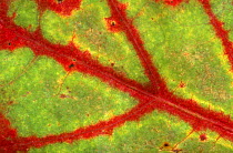 Close up of veins in leaf of Red oak tree {Quercus rubra} Belgium