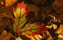 Fallen leaf of Red oak tree {Quercus rubra} amongst leaf litter, Belgium