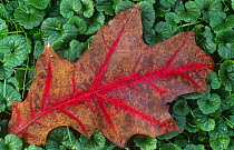 Fallen leaf of Red oak tree {Quercus rubra} Belgium