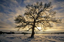 English oak tree in winter {Quercus robur} Sweden