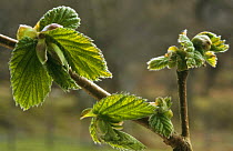 Emerging leaves of Hazel {Corylus avellana} Scotland, UK